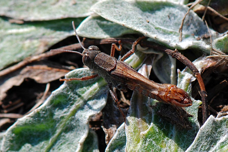 Calliptamus sp. maschio